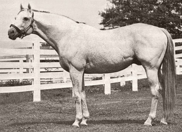 Native Dancer, whose only loss in 22 starts was the Kentucky Derby.