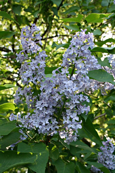 Lilac Blossoms in Herastrau Park