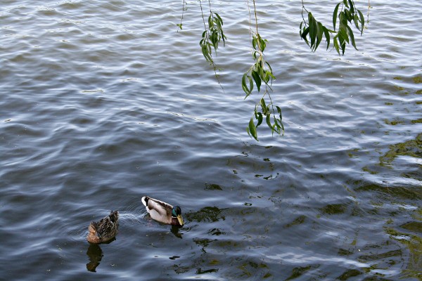 Ducks in Parcul Herăstrău