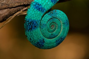 Chameleon Tail