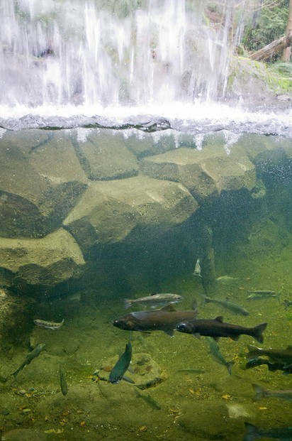 Salmon Fishes