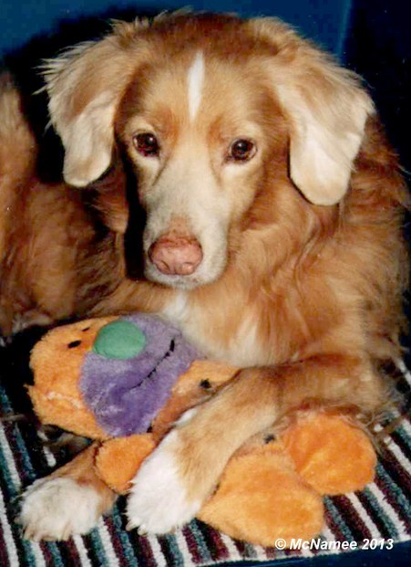 Rory the Duck Toller loved his toy cave man that grunted when squeezed.