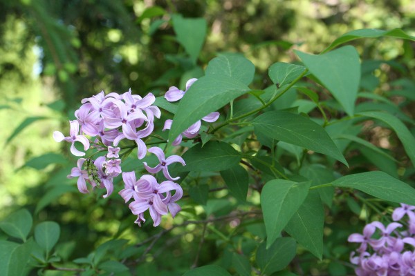 Lilac in the Botanical Garden, Iasi