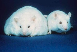 Firmicutes Mouse / Bacteriodete Mouse