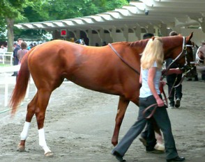Rags To Riches prior to winning the 2007 Belmont Stakes