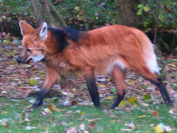 Maned wolf, or aguará guazú (Chrysocyon brachyurus), showing the pacing gait.