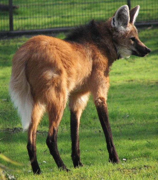 Maned wolf at the Cologne Zoo in Germany. The mane can be seen clearly.