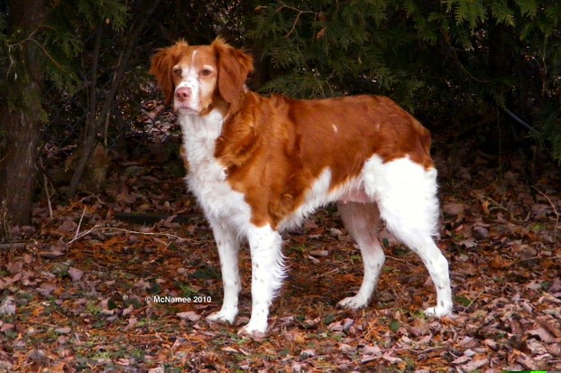 This photo shows the markings on the dog's left side and face.