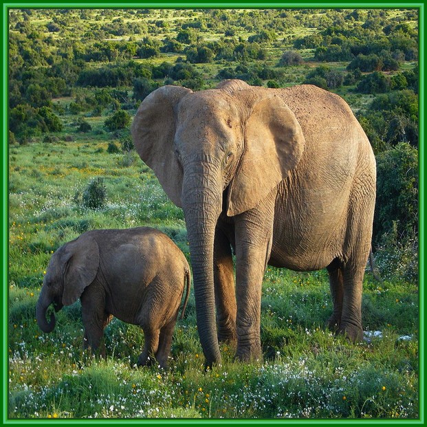 African Elephant in Addo National Park, South Africa