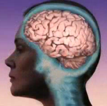Female human brain, side view.
