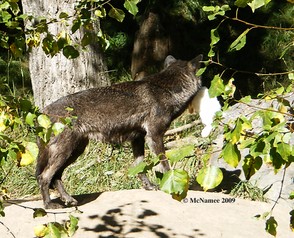 Captive grey wolf (Canis lupus) at the Calgary Zoo, Alberta.