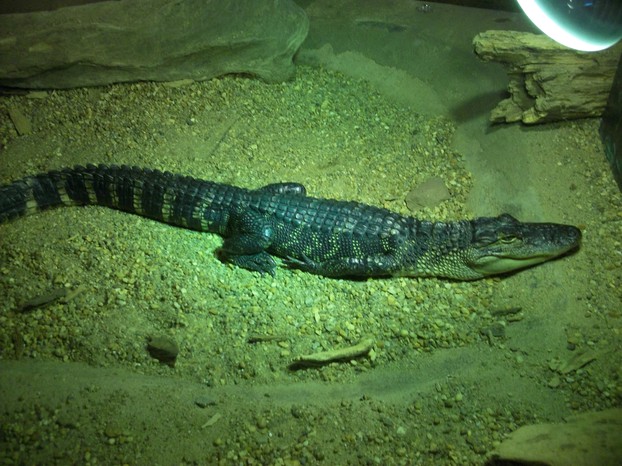 An Alligator