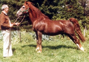 The stallion Brio de la Victoire, born in 1958. The mare at right is a direct descendant.