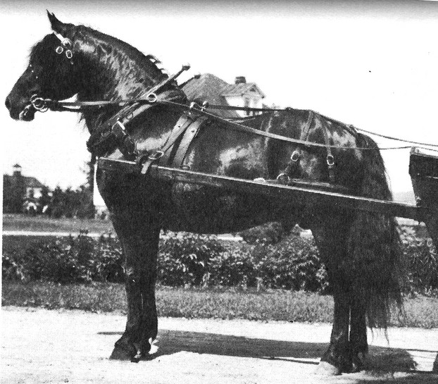 Beaulac de Cap Rouge, a Canadian Horse stallion.