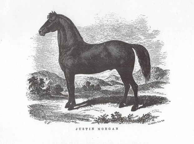 A drawing of Figure (Justin Morgan) made long after his death.