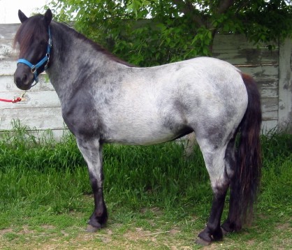 Lassie's Bali Diego at a different time of year! This cyclical colour change is typical for many Newfoundland Ponies.