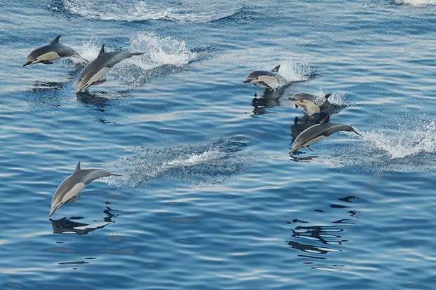 School of Dolphins