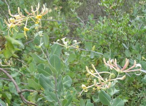 Honeysuckle (Lonicera etrusca)
