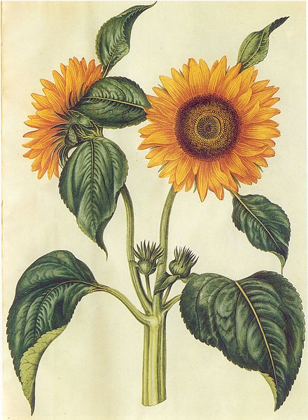 Sunflower (helianthus annuus)