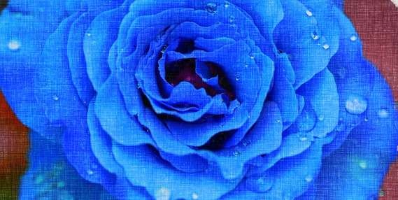 Blue rose as part of decoration