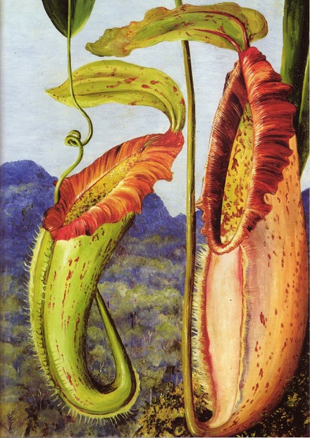 Nepenthes northiana by Marianne North