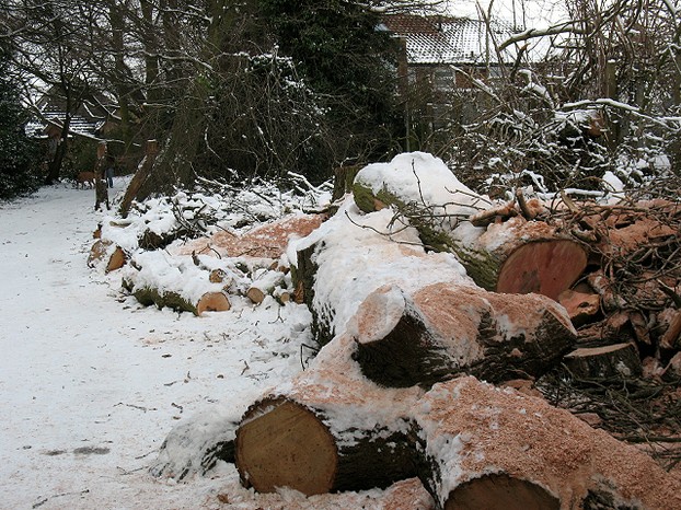 A log pile in Winter
