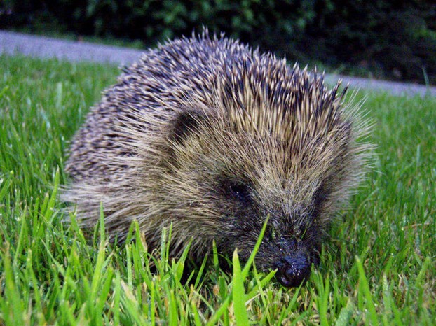 A Young Hedgehog