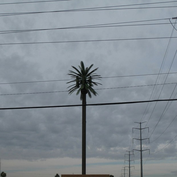 Palm tree cell tower