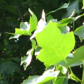 Distinctive shaped leaves