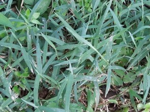Close-up of Nimblewill Grass Blades