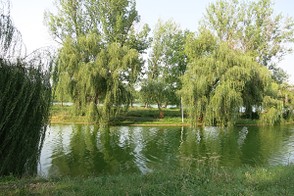 Weeping willows on an island