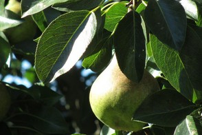 Pears on the tree