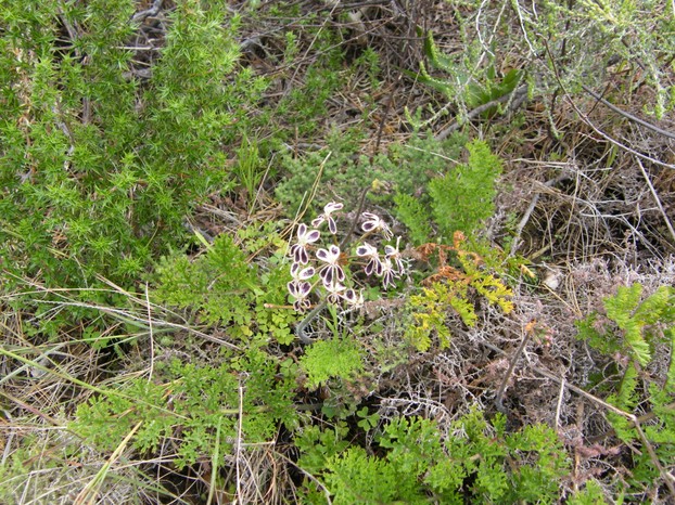 Plant in habitat: Kaneelbossie (Pelargonium lobatum), Lion's Head, Cape Town