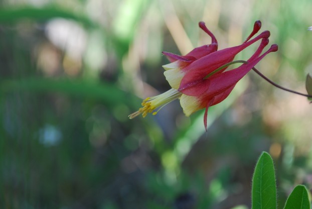wild columbine (Aquilegia canadensis) in mid-June at Ferry Bluff (State Natural Area 217), 14 miles (22k) south of Natural Bridge