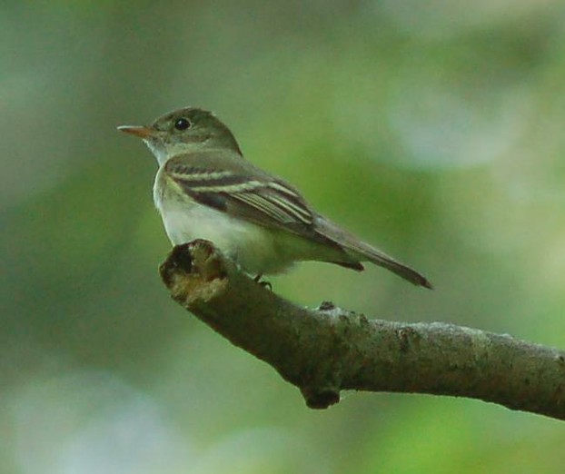 Acadian flycatcher (Empidonax virescens)