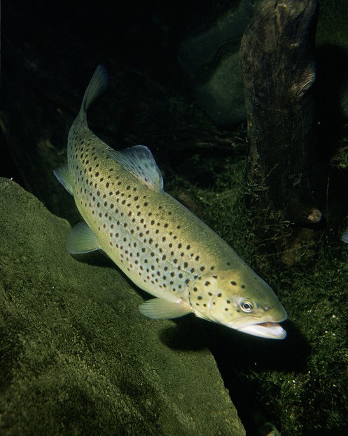 brown trout (Salmo trutta) compete with predaceous diving beetles for caddisfly larvae.