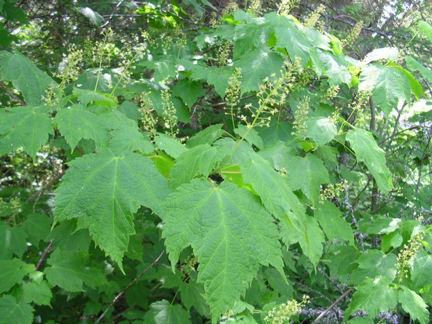 mountain maple (Acer spicatum)
