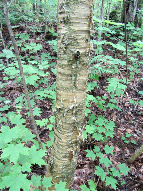 mature yellow birch