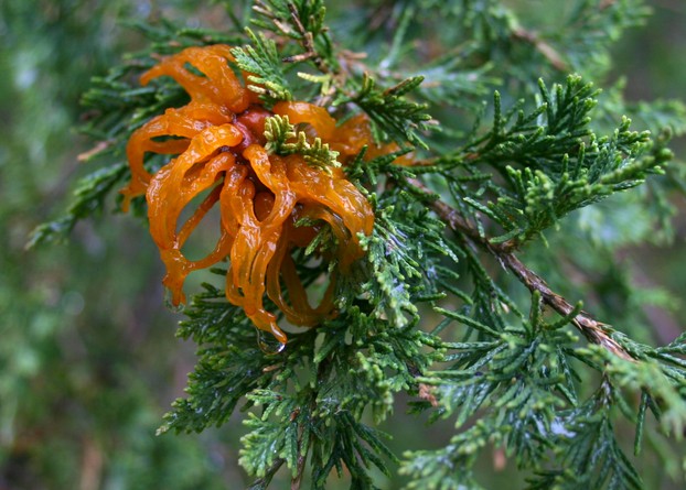 gymnosporangium, a rust disease, on a juniper tree (Juniperus) in Parfrey's Glen
