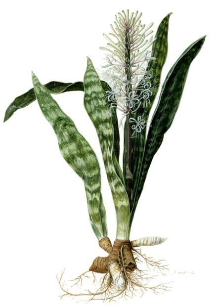 Sansevieria hyacinthoides (L.) Druce: c. 1700 illustration by Jan Moninckx