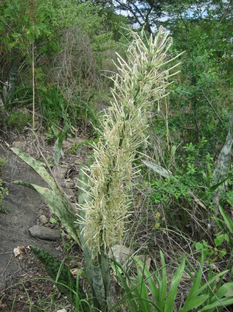 bowstring hemp flowering in the wild, Guro district, western Mozambique