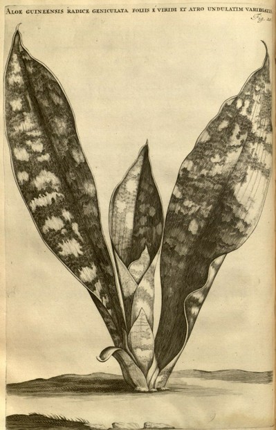 bowstring hemp, labelled as Aloe guineensis, by Jan Moninckx
