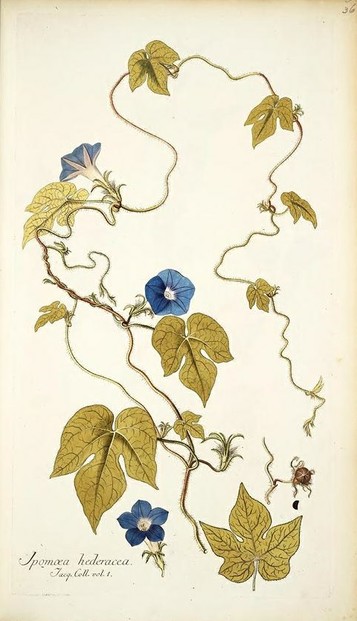 ivyleaf morning glory (Ipomea hederacea):  possibly drawn by Ferdinand Bauer