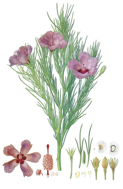 Alyogyne hakeifolia:  watercolor by Ferdinand Bauer ~ Natural History Museum, London