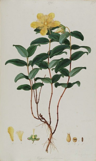 Hypericum calycinum: watercolor by Ferdinand Bauer