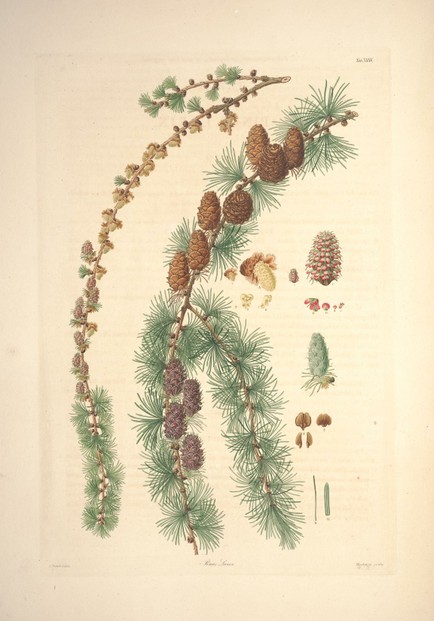 larch (Pinus larix) by Ferdinand Bauer