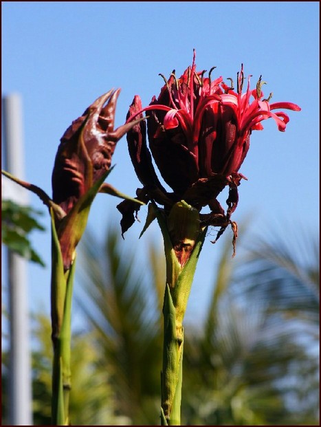 Gymea lily's bud and flowers atop altitudinously long stem, Roma Street Parkland, Brisbane, SE Queensland, NE Australia