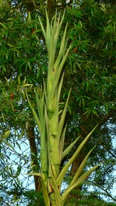 closeup of Gymea lily's growing stalk