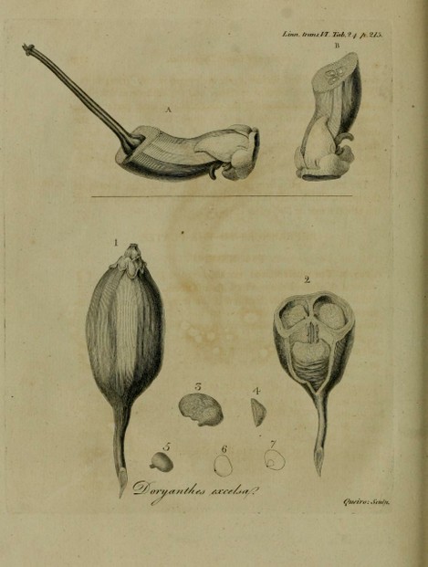 Doryanthes excelsa drawing accompanying Abbé Correa's description of Doryanthes genus