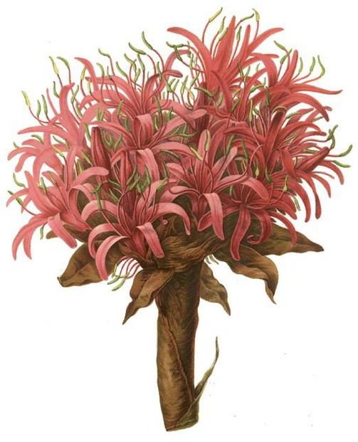 circa 1865 botanical illustration by Numa Morel